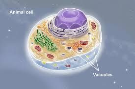 Maybe you would like to learn more about one of these? Vacuoles In Animal Cells Are Different In Plant Cells