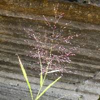 Image result for Eragrostis thollonii