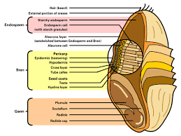 Gluten May Not Be Your Problem Millers Grain House Grain Cereal Wheat Grains