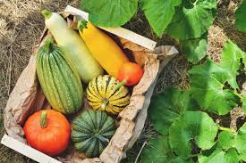 Maybe you would like to learn more about one of these? Winter Squash Best Varieties Growing Guide Care Problems And Harvest