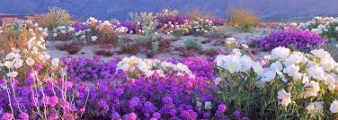 Resultado de imagem para flores no deserto