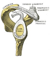 With most daily physical activities requiring if you are having shoulder pains and would like to know if your labrum is torn, allow these steps to guide you. Glenoid Labrum Wikipedia