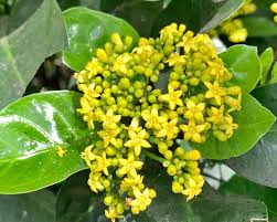 Image result for Psychotria cinerea