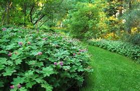 This is a perennial woodland plant native to the us midwest and northeast, it is not the geranium commonly sold in stores. Slideshow 10 Great Groundcovers To Rely Upon A Way To Garden