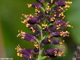 Image result for Indigofera filipes