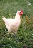 Poulets de chairs – La Volaille Froger