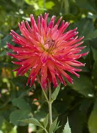 Pin On Beautiful Petals