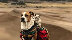 Check spelling or type a new query. Potret Persahabatan Kucing Dan Anjing Yang Traveling Bareng Ini Bikin Baper Unyu Banget Sih