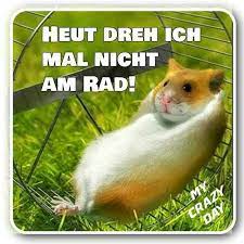 Hundebilder mit spruch kostenlos bilder und sprüche für. Pin Von Christine Nolte Auf Bilder Und Spruche Fette Tiere Lustige Tiere Lustig