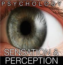 Sensation And Perception Powerpoint Presenter Notes Video Clips Psychology Mind Blowing Theories Scott Mccall Vision Eye