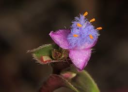 Image result for Cyanotis foecunda