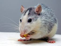 Many of their names or catchphrases relate to cheese, a stereotypically favorite food of mice. Things That Attract Mice
