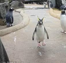 • 9,6 млн просмотров 5 лет назад. Penguin Hops For Joy At His Edinburgh Zoo Enclosure Daily Mail Online