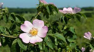 Check spelling or type a new query. Dog Rose Rosa Canina British Plants Woodland Trust