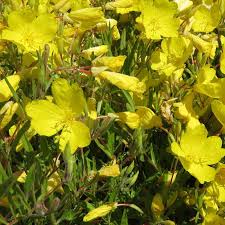 Oenothera 'african sun' oenothera 'apricot delight' oenothera 'cold crick' oenothera 'lemon sunset' oenothera 'longest day' geschiedenis Nachtkerze Oenothera Cold Crick Gelb