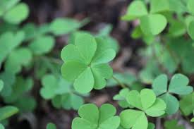Check spelling or type a new query. Lucky Four Leaf Clover Photography Abstract Background Wallpapers On Desktop Nexus Image 2360409