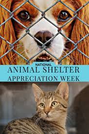 These dates may be modified as official changes are announced, so please check back regularly for updates. 2021 Pet Holidays 175 Days Weeks Months For Dogs Cats