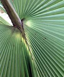 Image result for Borassus aethiopum