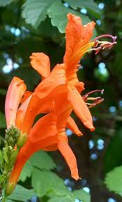 Image result for Tecomaria nyassae