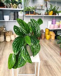 Monstera Karstenianum Green Interior Design Planting Flowers Green Interiors
