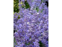 Image result for Perovskia atriplicifolia lacey blue lisslitt photo