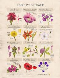 Never rely on one source for plant identification, and never eat anything unless you are 100% sure it is edible. Ediblewildflowers Hashtag On Twitter