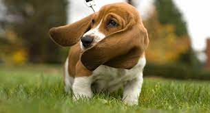 Like puppies, bunnies, babies, and so on. Basset Hound Names 200 Ideas For Your New Hound