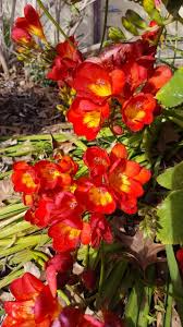 Image result for Freesia grandiflora