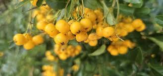 Image result for Pyracantha coccinea soleil d'or
