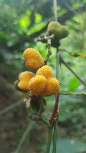 Image result for Trachyphrynium braunianum