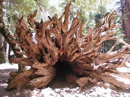 There are three living genera in the subfamily. Redwood Tree Root System Foto Big Basin Redwoods State Park Boulder Creek Tripadvisor