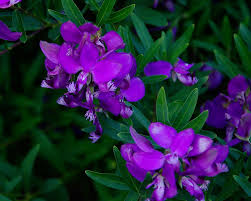 Image result for Polygala filicaulis