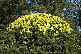 Image result for Euphorbia distinctissima