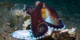 Coconut Octopus Interesting Facts Octolab Tv