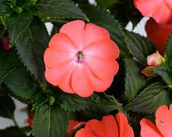 Image result for Impatiens sylvicola