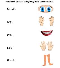 Body parts english worksheets for kids and teachers special to learning body parts words. Parts Of The Body Matching Worksheet
