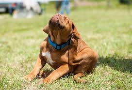 The perimeter pest control program can provide continual protection to reduce the risk of waking up to. Lawn Care Natural Way Lawn Tree Service