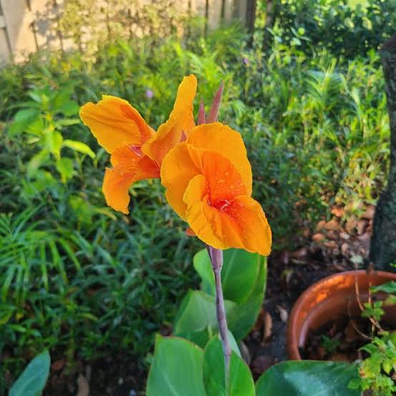 Canna Lily