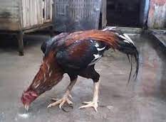 Check spelling or type a new query. Dua Rahasia Dahsyat Tehnik Pukulan Mematikan Pada Ayam Bangkok Aduan Ayam Bangkok