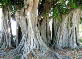 32 Punta Gorda Ideas Punta Gorda Punta Gorda Florida Gulf Coast Florida