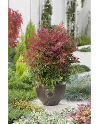 Vente en ligne de pittosporum à petites feuilles argyrophyllum, pittospore, tawhiwhi / pittosporum tenuifolium argyrophyllum, arbuste. Arbustes Pour Tous Les Types De Sol Jardiland