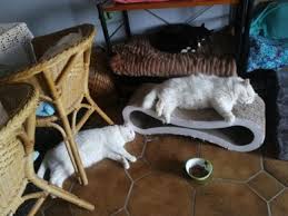 Der tierarzt hatte wirklich alles getan, am ende hatte er gesagt, der mann solle die katze mit nach hause nehmen und es ihr dort so gemütlich wie irgend möglich machen. Regenbogenland Kolner Katzenschutz Initiative E V