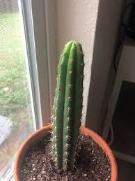 Cactus wrinkled and faded color 1 week after watering. Why Does My Cactus Have A Light Green Tip Houseplants