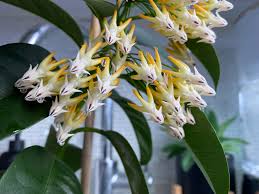 Image result for hoya multiflora