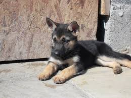 Look at pictures of belgian shepherd puppies who need a home. Gsd Puppy German Shepherd Puppies Puppies German Shepherd Photos