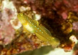 Image result for Cincinnobotrys