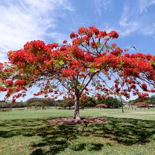 Thinking of leveling a sloped backyard may have been inspired by typical allegations of sloped yards causing. Best Tree Finder Tree Wizard
