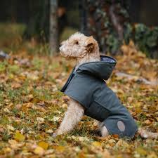 4 Great Products To Protect Your Dog From Weather