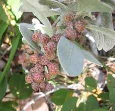 Image result for Conocarpus