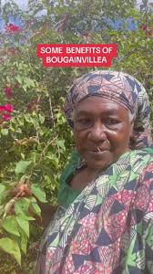 Barbara Karst' Bougainvillea